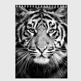 Скетчбук с принтом Красавец тигр в Белгороде, 100% бумага
 | 48 листов, плотность листов — 100 г/м2, плотность картонной обложки — 250 г/м2. Листы скреплены сверху удобной пружинной спиралью | Тематика изображения на принте: джунгли | дикая кошка | животные | зверь | король | кровь | мясо | опасность | охотник | тигр | хищник | царь | цирк