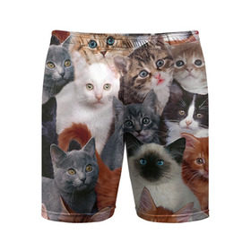 Мужские шорты 3D спортивные с принтом Котики в Белгороде,  |  | cat | cats | кот | котик | коты | котята