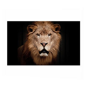 Бумага для упаковки 3D с принтом Царь зверей в Белгороде, пластик и полированная сталь | круглая форма, металлическое крепление в виде кольца | власть | дикая кошка | животное | король джунглей | лев | львица | мощь | мудрость | охотник | сила | хитрость | хищник | царь зверей