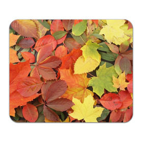 Коврик прямоугольный с принтом Осенние листья в Белгороде, натуральный каучук | размер 230 х 185 мм; запечатка лицевой стороны | жёлтый | красный | листва | оранжевый | осень