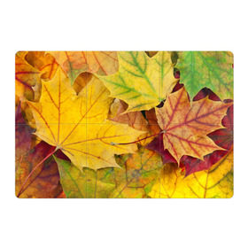 Магнитный плакат 3Х2 с принтом Осенние листья в Белгороде, Полимерный материал с магнитным слоем | 6 деталей размером 9*9 см | Тематика изображения на принте: жёлтый | зелёный | клён | листва