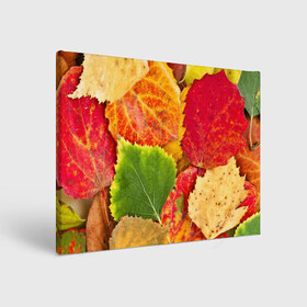 Холст прямоугольный с принтом Осень в Белгороде, 100% ПВХ |  | берёза | дары осени | жёлтый | зелёный | золотой | краски | красный | красота | листва | листья | наряд | оранжевый | осень | осина | покров | природа