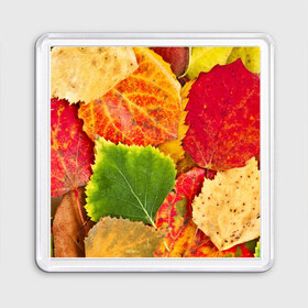 Магнит 55*55 с принтом Осень в Белгороде, Пластик | Размер: 65*65 мм; Размер печати: 55*55 мм | берёза | дары осени | жёлтый | зелёный | золотой | краски | красный | красота | листва | листья | наряд | оранжевый | осень | осина | покров | природа