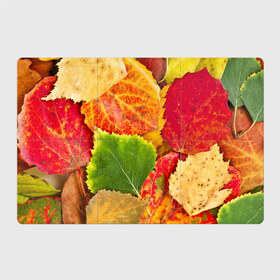 Магнитный плакат 3Х2 с принтом Осень в Белгороде, Полимерный материал с магнитным слоем | 6 деталей размером 9*9 см | берёза | дары осени | жёлтый | зелёный | золотой | краски | красный | красота | листва | листья | наряд | оранжевый | осень | осина | покров | природа