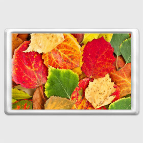 Магнит 45*70 с принтом Осень в Белгороде, Пластик | Размер: 78*52 мм; Размер печати: 70*45 | берёза | дары осени | жёлтый | зелёный | золотой | краски | красный | красота | листва | листья | наряд | оранжевый | осень | осина | покров | природа