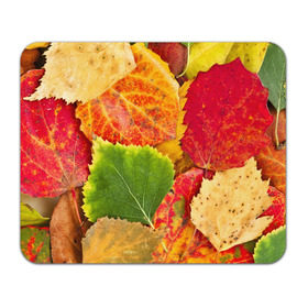 Коврик прямоугольный с принтом Осень в Белгороде, натуральный каучук | размер 230 х 185 мм; запечатка лицевой стороны | берёза | дары осени | жёлтый | зелёный | золотой | краски | красный | красота | листва | листья | наряд | оранжевый | осень | осина | покров | природа