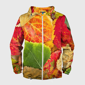 Мужская ветровка 3D с принтом Осень в Белгороде, 100% полиэстер | подол и капюшон оформлены резинкой с фиксаторами, два кармана без застежек по бокам, один потайной карман на груди | берёза | дары осени | жёлтый | зелёный | золотой | краски | красный | красота | листва | листья | наряд | оранжевый | осень | осина | покров | природа