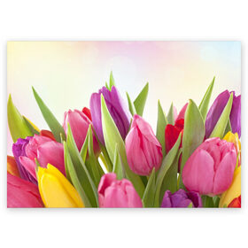 Поздравительная открытка с принтом Тюльпаны в Белгороде, 100% бумага | плотность бумаги 280 г/м2, матовая, на обратной стороне линовка и место для марки
 | 8 марта | аромат | букет | вазон | великолепие | дача | девушки | женщины | краски | красота | куст | лужайка | милые цветы | огород | палитра | прелесть | радуга | растение | тюльпаны