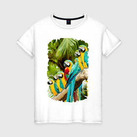 Женская футболка хлопок с принтом Экзотические попугаи в Белгороде, 100% хлопок | прямой крой, круглый вырез горловины, длина до линии бедер, слегка спущенное плечо | джунгли | клюв | острова | перья | попугай | птица | тропики | экзотика