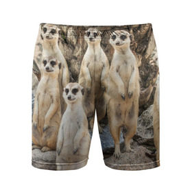 Мужские шорты 3D спортивные с принтом Сурикаты в Белгороде,  |  | животное | зверёк | калахари | мангуст | млекопитающее | сурикат | южная африка