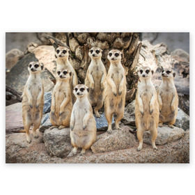 Поздравительная открытка с принтом Сурикаты в Белгороде, 100% бумага | плотность бумаги 280 г/м2, матовая, на обратной стороне линовка и место для марки
 | животное | зверёк | калахари | мангуст | млекопитающее | сурикат | южная африка
