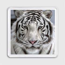 Магнит 55*55 с принтом Бенгальский тигр в Белгороде, Пластик | Размер: 65*65 мм; Размер печати: 55*55 мм | tiger | белый | дикая кошка | тигр | хищник