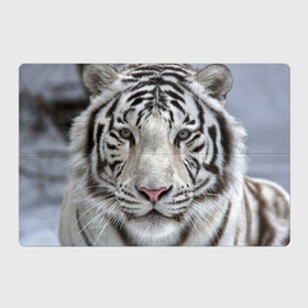 Магнитный плакат 3Х2 с принтом Бенгальский тигр в Белгороде, Полимерный материал с магнитным слоем | 6 деталей размером 9*9 см | tiger | белый | дикая кошка | тигр | хищник