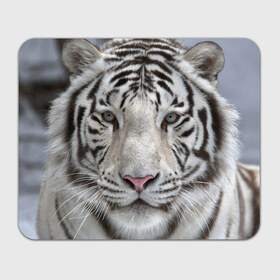 Коврик прямоугольный с принтом Бенгальский тигр в Белгороде, натуральный каучук | размер 230 х 185 мм; запечатка лицевой стороны | Тематика изображения на принте: tiger | белый | дикая кошка | тигр | хищник