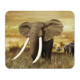 Коврик прямоугольный с принтом Могучий слон в Белгороде, натуральный каучук | размер 230 х 185 мм; запечатка лицевой стороны | elephant | африка | бивни | джунгли | мамонт | савана | сафари | слон | хобот