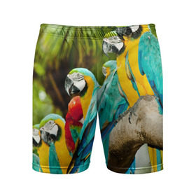 Мужские шорты 3D спортивные с принтом Попугаи на ветке в Белгороде,  |  | Тематика изображения на принте: джунгли | клюв | острова | перья | попугай | птица | тропики | экзотика