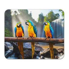 Коврик прямоугольный с принтом Экзотические попугаи в Белгороде, натуральный каучук | размер 230 х 185 мм; запечатка лицевой стороны | джунгли | клюв | острова | перья | попугай | птица | тропики | экзотика