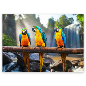 Поздравительная открытка с принтом Экзотические попугаи в Белгороде, 100% бумага | плотность бумаги 280 г/м2, матовая, на обратной стороне линовка и место для марки
 | джунгли | клюв | острова | перья | попугай | птица | тропики | экзотика
