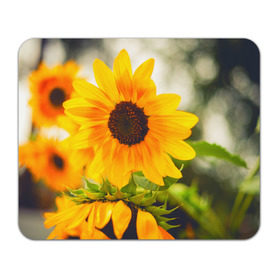 Коврик прямоугольный с принтом Подсолнухи в Белгороде, натуральный каучук | размер 230 х 185 мм; запечатка лицевой стороны | лето | подсолнух | солнце | цветы
