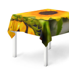 Скатерть 3D с принтом Подсолнухи в Белгороде, 100% полиэстер (ткань не мнется и не растягивается) | Размер: 150*150 см | Тематика изображения на принте: лето | подсолнух | солнце | цветы