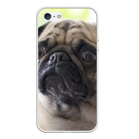 Чехол для iPhone 5/5S матовый с принтом Мопс в Белгороде, Силикон | Область печати: задняя сторона чехла, без боковых панелей | мопс | мопсы | собака | собаки