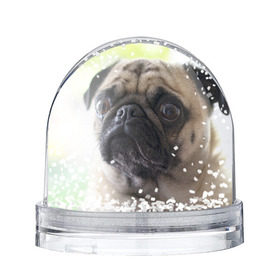 Снежный шар с принтом Мопс в Белгороде, Пластик | Изображение внутри шара печатается на глянцевой фотобумаге с двух сторон | мопс | мопсы | собака | собаки
