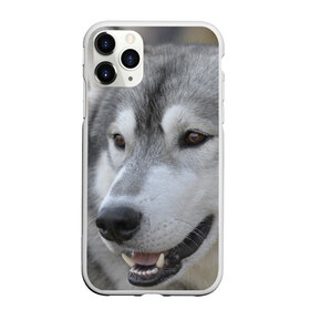 Чехол для iPhone 11 Pro матовый с принтом Хаски в Белгороде, Силикон |  | собака | собаки | хаски