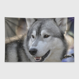 Флаг-баннер с принтом Хаски в Белгороде, 100% полиэстер | размер 67 х 109 см, плотность ткани — 95 г/м2; по краям флага есть четыре люверса для крепления | собака | собаки | хаски