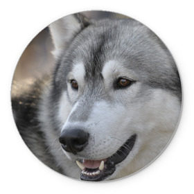 Коврик круглый с принтом Хаски в Белгороде, резина и полиэстер | круглая форма, изображение наносится на всю лицевую часть | собака | собаки | хаски