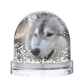 Снежный шар с принтом Хаски в Белгороде, Пластик | Изображение внутри шара печатается на глянцевой фотобумаге с двух сторон | собака | собаки | хаски
