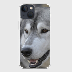 Чехол для iPhone 13 mini с принтом Хаски в Белгороде,  |  | собака | собаки | хаски