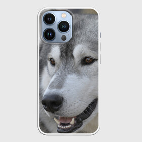 Чехол для iPhone 13 Pro с принтом Хаски в Белгороде,  |  | собака | собаки | хаски