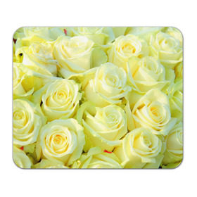Коврик прямоугольный с принтом Белые розы в Белгороде, натуральный каучук | размер 230 х 185 мм; запечатка лицевой стороны | Тематика изображения на принте: лепесток | природа | роза | цветок | яркая