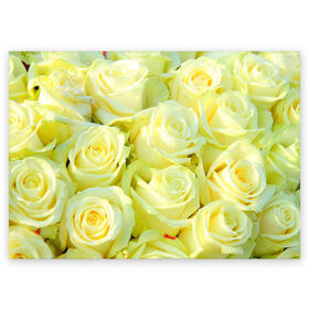 Поздравительная открытка с принтом Белые розы в Белгороде, 100% бумага | плотность бумаги 280 г/м2, матовая, на обратной стороне линовка и место для марки
 | Тематика изображения на принте: лепесток | природа | роза | цветок | яркая