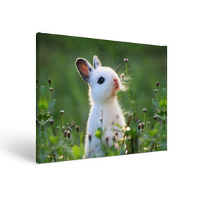 Холст прямоугольный с принтом Кролик в Белгороде, 100% ПВХ |  | Тематика изображения на принте: animal | baby | cute | flowers | fluffy | hare | lawn | little | meadow | rabbit | животное | заяц | кролик | луг | лужайка | маленький | малыш | милый | пушистый | цветы