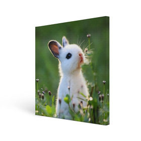 Холст квадратный с принтом Кролик в Белгороде, 100% ПВХ |  | Тематика изображения на принте: animal | baby | cute | flowers | fluffy | hare | lawn | little | meadow | rabbit | животное | заяц | кролик | луг | лужайка | маленький | малыш | милый | пушистый | цветы