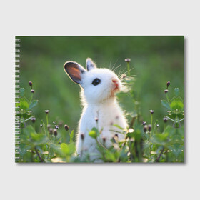 Альбом для рисования с принтом Кролик в Белгороде, 100% бумага
 | матовая бумага, плотность 200 мг. | animal | baby | cute | flowers | fluffy | hare | lawn | little | meadow | rabbit | животное | заяц | кролик | луг | лужайка | маленький | малыш | милый | пушистый | цветы