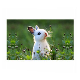 Бумага для упаковки 3D с принтом Кролик в Белгороде, пластик и полированная сталь | круглая форма, металлическое крепление в виде кольца | Тематика изображения на принте: animal | baby | cute | flowers | fluffy | hare | lawn | little | meadow | rabbit | животное | заяц | кролик | луг | лужайка | маленький | малыш | милый | пушистый | цветы
