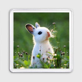 Магнит 55*55 с принтом Кролик в Белгороде, Пластик | Размер: 65*65 мм; Размер печати: 55*55 мм | Тематика изображения на принте: animal | baby | cute | flowers | fluffy | hare | lawn | little | meadow | rabbit | животное | заяц | кролик | луг | лужайка | маленький | малыш | милый | пушистый | цветы