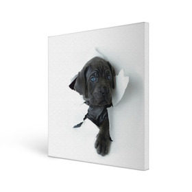 Холст квадратный с принтом щенок Кане Корсо в Белгороде, 100% ПВХ |  | Тематика изображения на принте: animal | black | break | breed | dog | kid | paper | puppy | tear | torn | дог | животное | малыш | порода | прорыв | разрыв | рваная | собака | черный | щенок