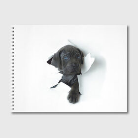 Альбом для рисования с принтом щенок Кане Корсо в Белгороде, 100% бумага
 | матовая бумага, плотность 200 мг. | Тематика изображения на принте: animal | black | break | breed | dog | kid | paper | puppy | tear | torn | дог | животное | малыш | порода | прорыв | разрыв | рваная | собака | черный | щенок