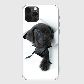 Чехол для iPhone 12 Pro Max с принтом щенок Кане Корсо в Белгороде, Силикон |  | Тематика изображения на принте: animal | black | break | breed | dog | kid | paper | puppy | tear | torn | дог | животное | малыш | порода | прорыв | разрыв | рваная | собака | черный | щенок