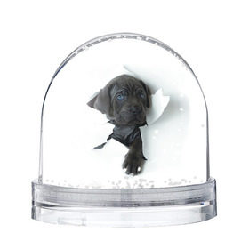 Снежный шар с принтом щенок Кане Корсо в Белгороде, Пластик | Изображение внутри шара печатается на глянцевой фотобумаге с двух сторон | animal | black | break | breed | dog | kid | paper | puppy | tear | torn | дог | животное | малыш | порода | прорыв | разрыв | рваная | собака | черный | щенок