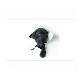 Бумага для упаковки 3D с принтом щенок Кане Корсо в Белгороде, пластик и полированная сталь | круглая форма, металлическое крепление в виде кольца | Тематика изображения на принте: animal | black | break | breed | dog | kid | paper | puppy | tear | torn | дог | животное | малыш | порода | прорыв | разрыв | рваная | собака | черный | щенок