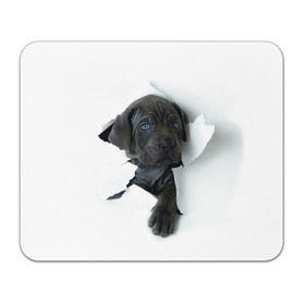 Коврик прямоугольный с принтом щенок Кане Корсо в Белгороде, натуральный каучук | размер 230 х 185 мм; запечатка лицевой стороны | animal | black | break | breed | dog | kid | paper | puppy | tear | torn | дог | животное | малыш | порода | прорыв | разрыв | рваная | собака | черный | щенок