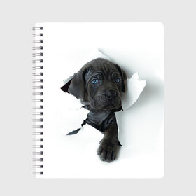 Тетрадь с принтом щенок Кане Корсо в Белгороде, 100% бумага | 48 листов, плотность листов — 60 г/м2, плотность картонной обложки — 250 г/м2. Листы скреплены сбоку удобной пружинной спиралью. Уголки страниц и обложки скругленные. Цвет линий — светло-серый
 | Тематика изображения на принте: animal | black | break | breed | dog | kid | paper | puppy | tear | torn | дог | животное | малыш | порода | прорыв | разрыв | рваная | собака | черный | щенок
