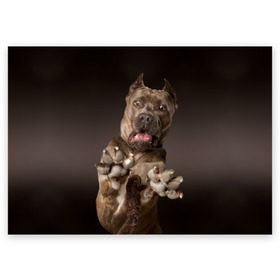 Поздравительная открытка с принтом Кане корсо в Белгороде, 100% бумага | плотность бумаги 280 г/м2, матовая, на обратной стороне линовка и место для марки
 | Тематика изображения на принте: animal | breed | brown | dog | fear | jump | legs | throw | бросок | дог | животное | испуг | коричневый | лапы | порода | прыжок | собака