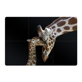 Магнитный плакат 3Х2 с принтом Жирафы в Белгороде, Полимерный материал с магнитным слоем | 6 деталей размером 9*9 см | Тематика изображения на принте: africa | animals | baby | child | family | giraffes | head | mother | африка | головы | животные | жирафы | любовь | малыш | мама | ребенок | семья