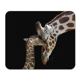 Коврик прямоугольный с принтом Жирафы в Белгороде, натуральный каучук | размер 230 х 185 мм; запечатка лицевой стороны | africa | animals | baby | child | family | giraffes | head | mother | африка | головы | животные | жирафы | любовь | малыш | мама | ребенок | семья