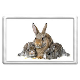 Магнит 45*70 с принтом Кролики в Белгороде, Пластик | Размер: 78*52 мм; Размер печати: 70*45 | Тематика изображения на принте: animals | bunnies | cute | eared | family | fluffy | kids | mom | rabbits | животные | зайцы | кролики | малыши | мама | милые | пушистые | семья | ушастые